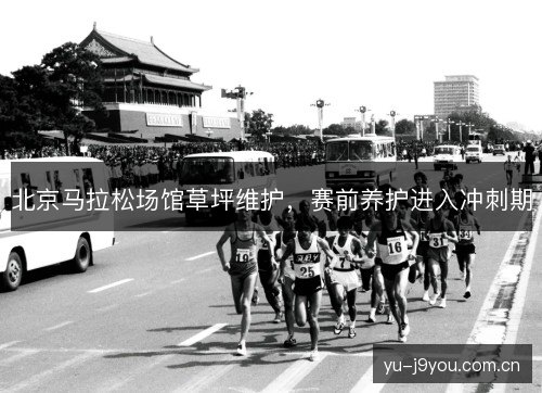 北京马拉松场馆草坪维护,赛前养护进入冲刺期 北京马拉松场馆草坪维护,赛前养护进入冲刺期